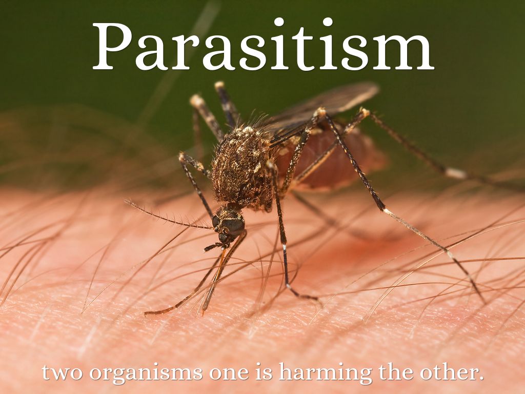 Parasitism