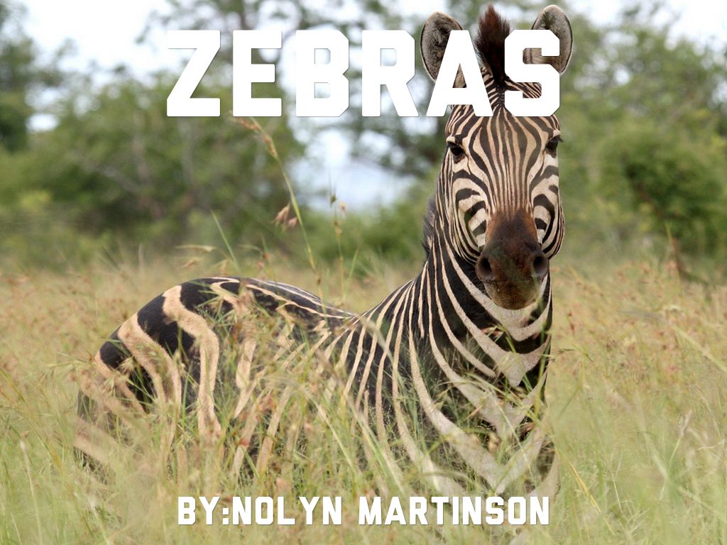 Zebras By Nolyn Martinson