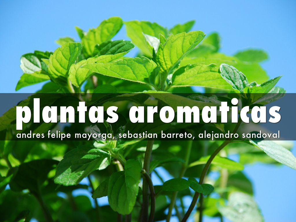 plantas aromaticas