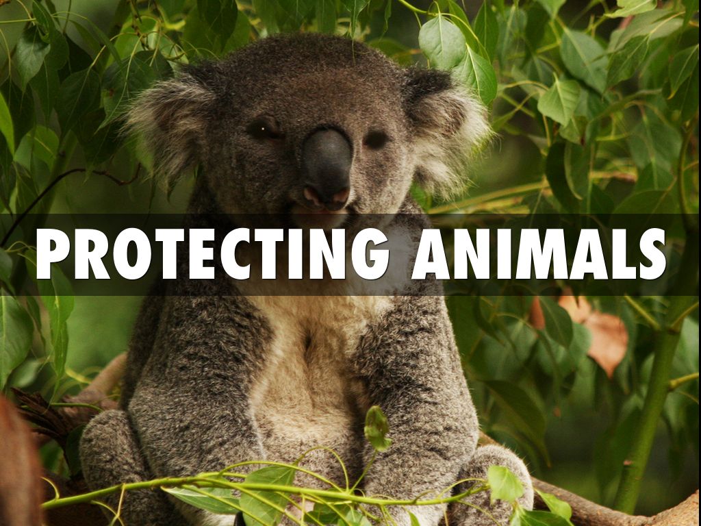Protecting Animals And Plants by Cheryl Bolz