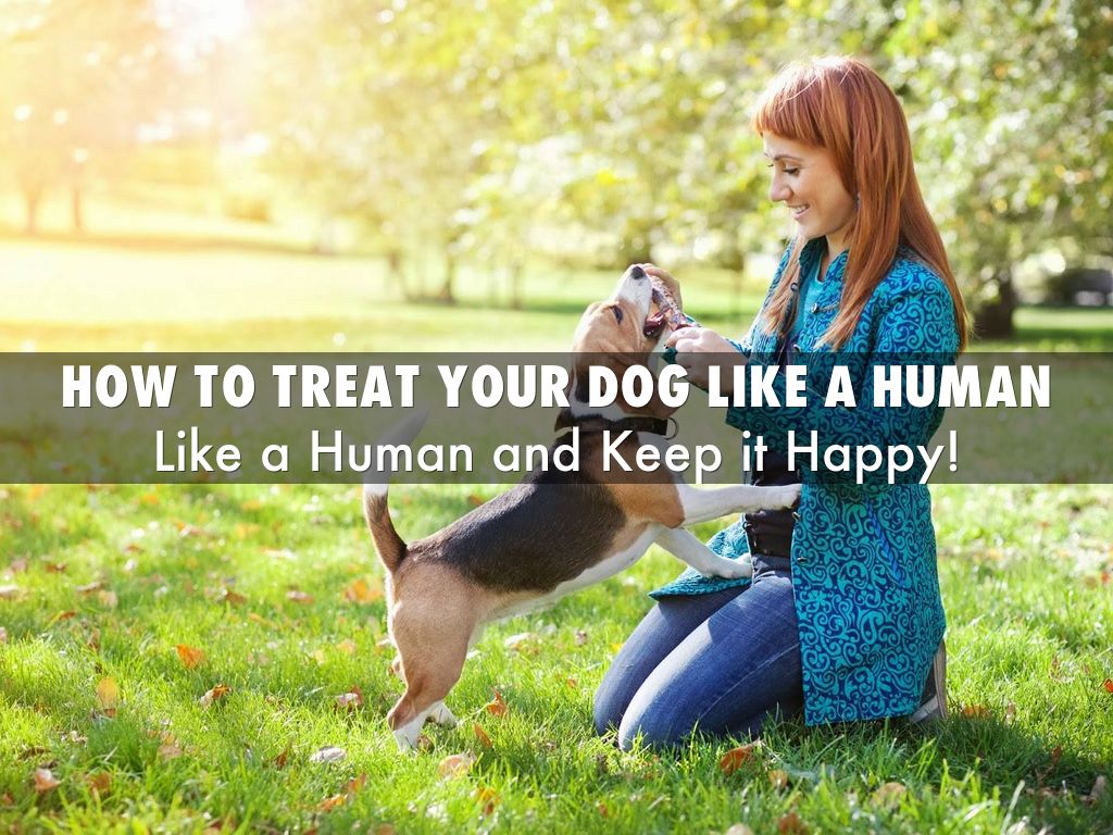 How To Treat Your Dog