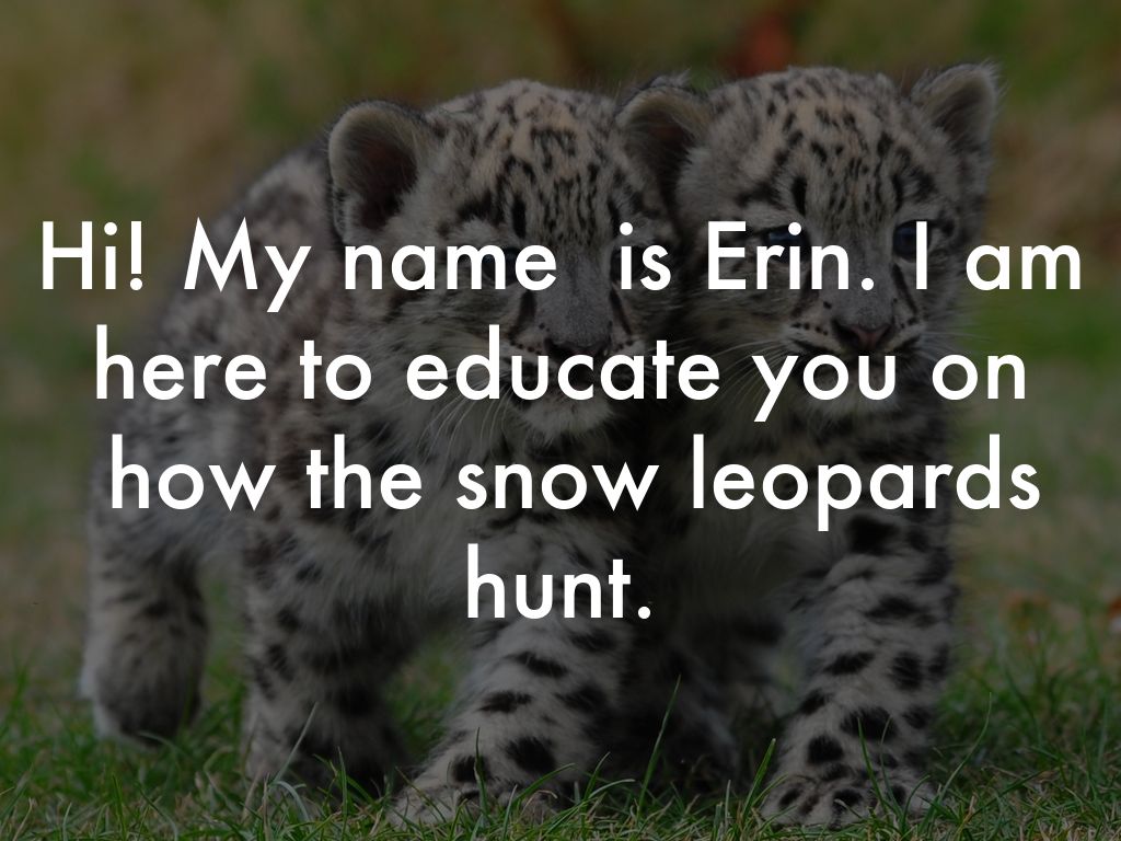 Snow Leopards by erinh21