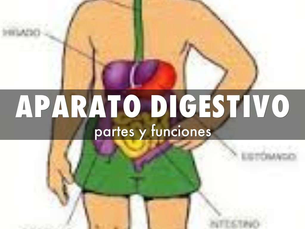 aparato digestivo