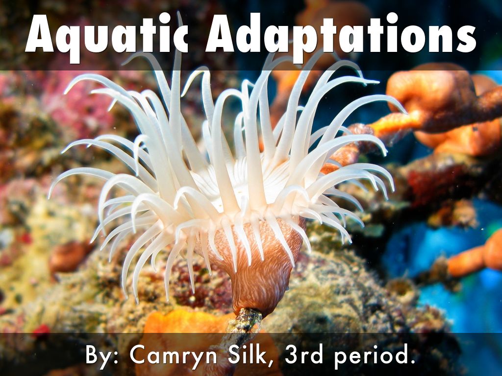 Aquatic Adaptations by Camryn Silk