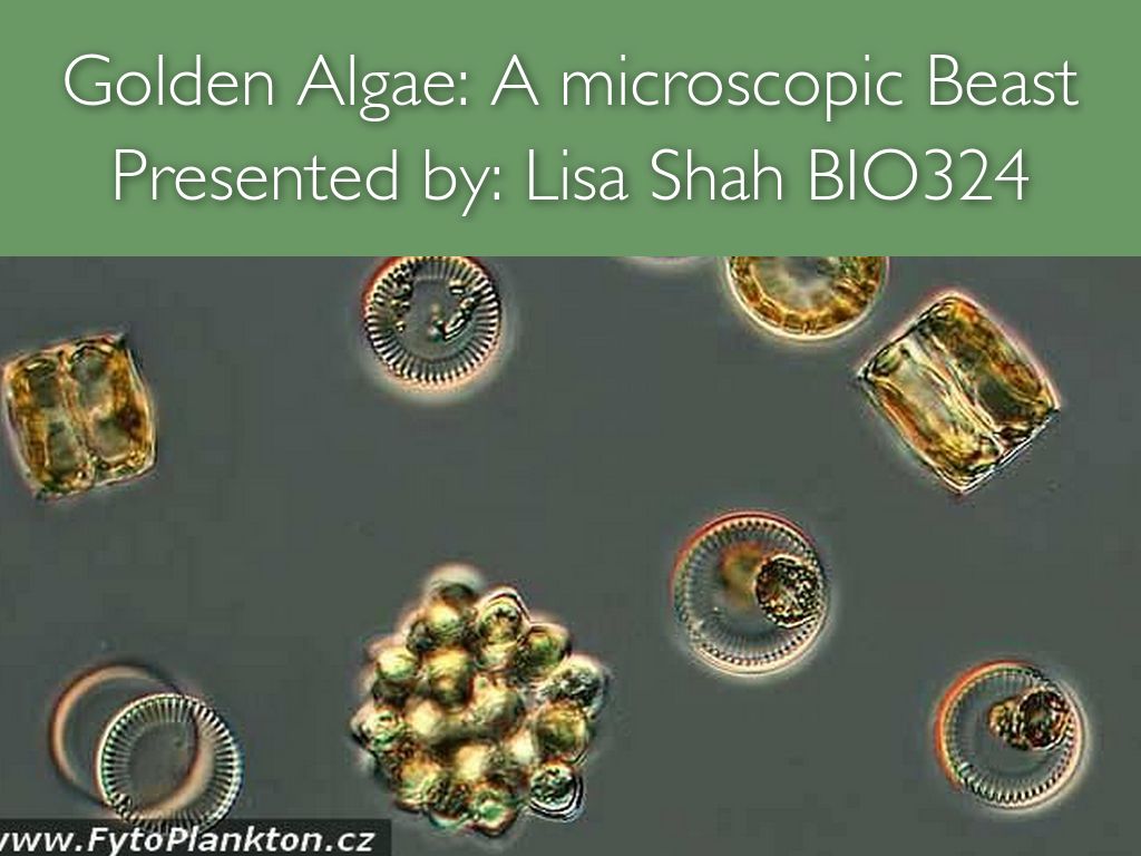 Golden Algae
