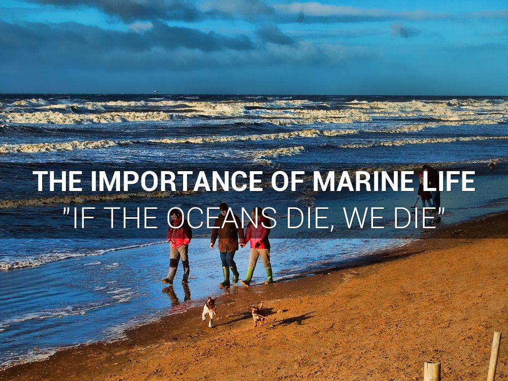 Marine Life - Inquiry 