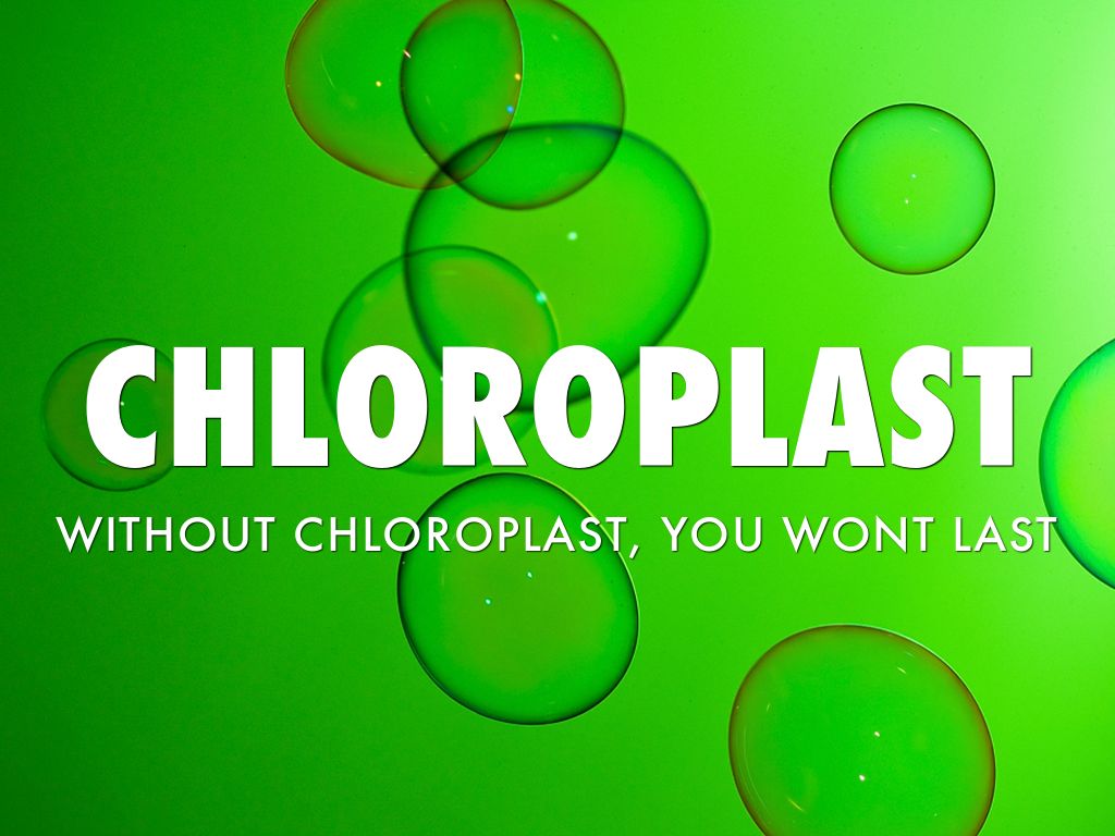 Biology Cell Organelle