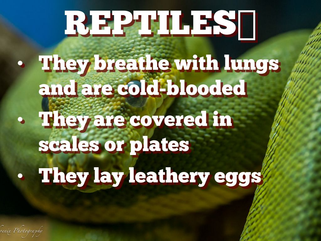 Animals🐶 by Ryan Durkin