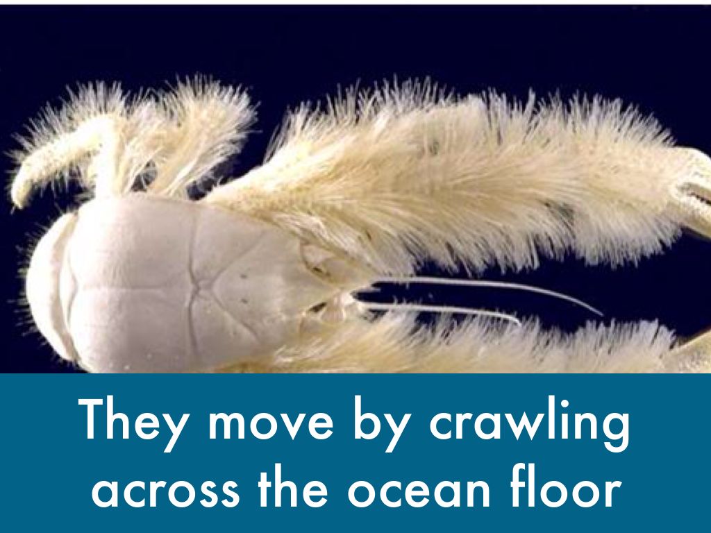 The Yeti Crab By Reed by Erika Mcclintic