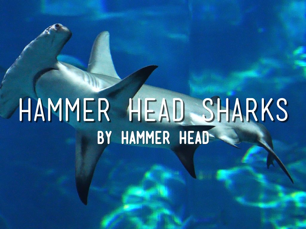HammerHead Sharks by Emu Lord