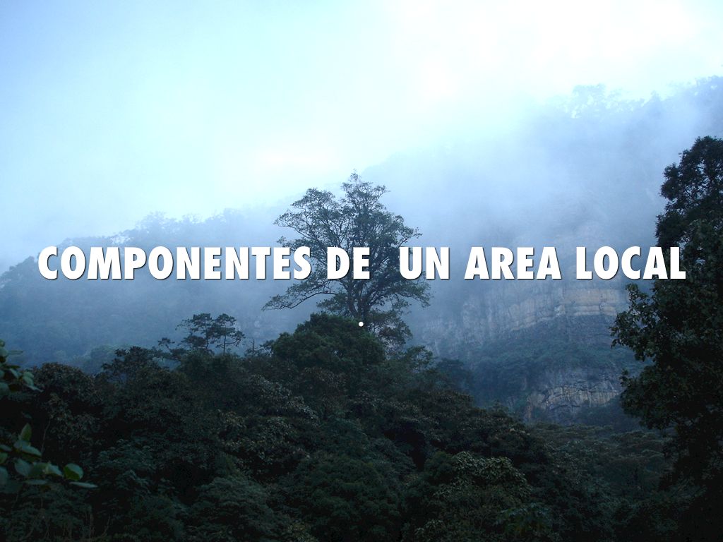 COMPONENTES DE  UN AREA LOCAL