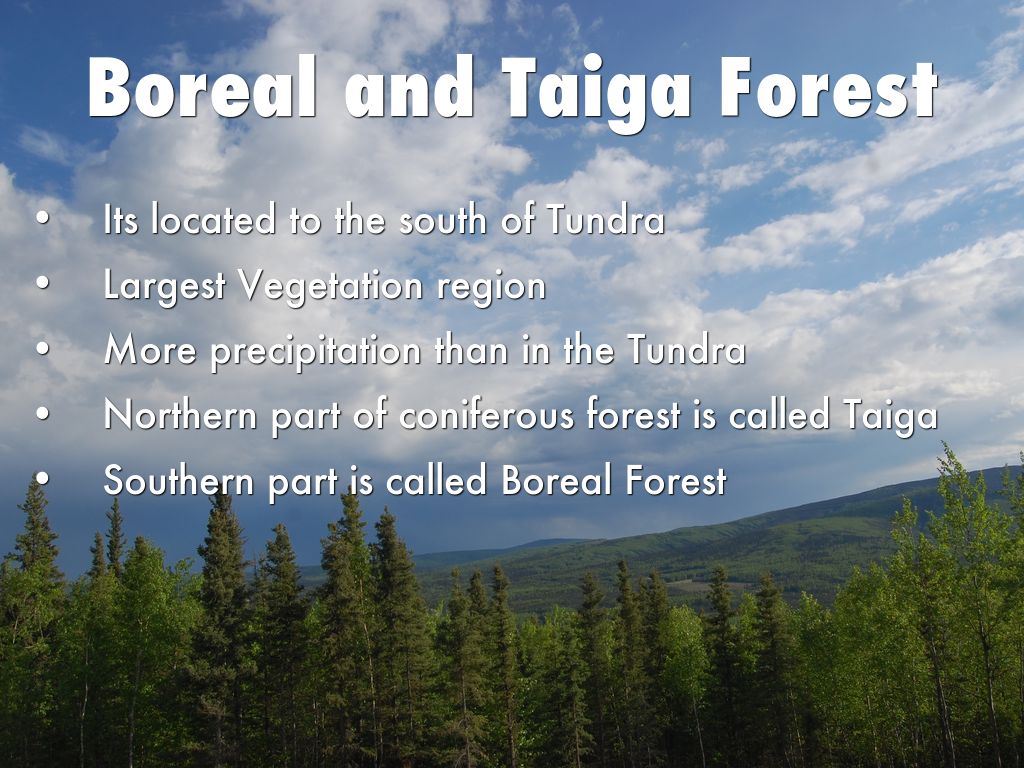 Boreal and Taiga Forest