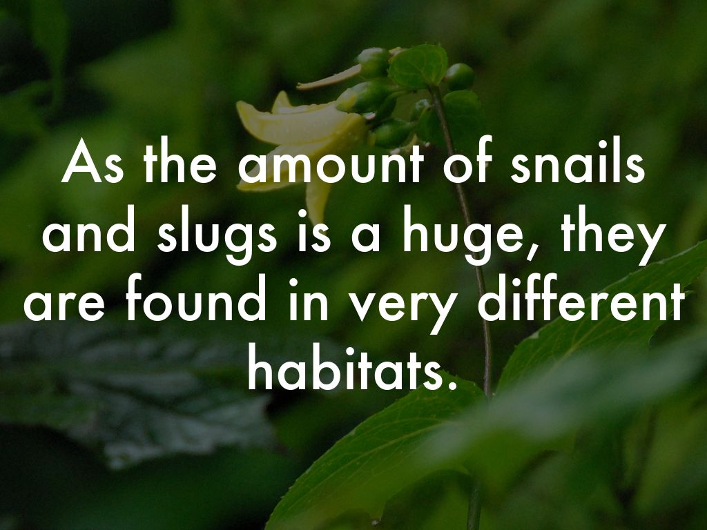 Where do snails and slugs by Rhea Sabnis