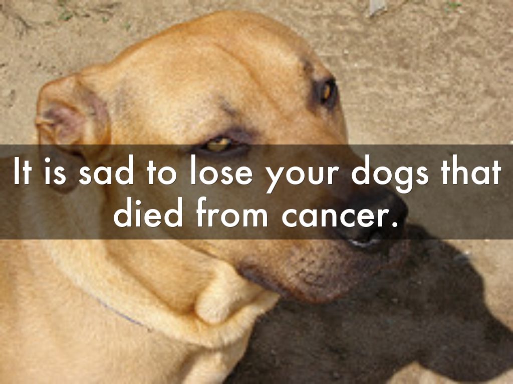 It is sad to lose your dogs that died from cancer. by