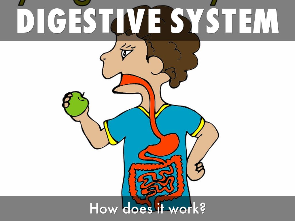 Digestive System