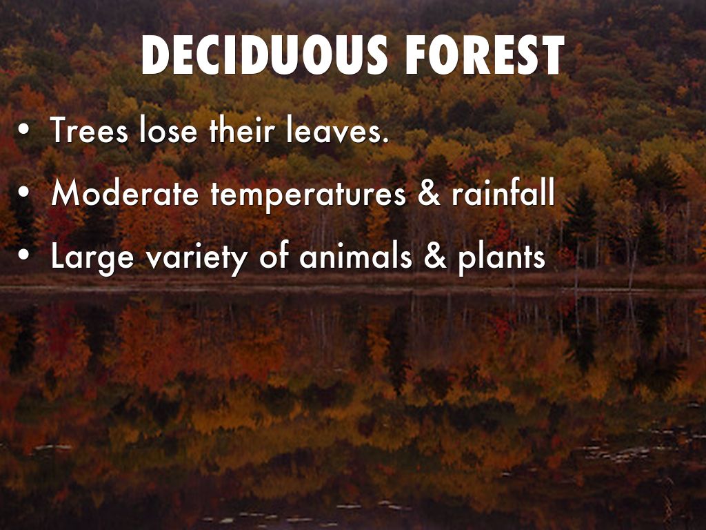 Deciduous Forest Biome Facts