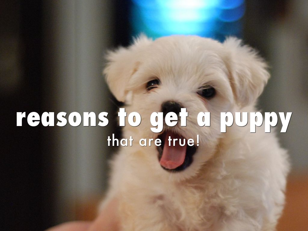 reasons to get a puppy by hy188471