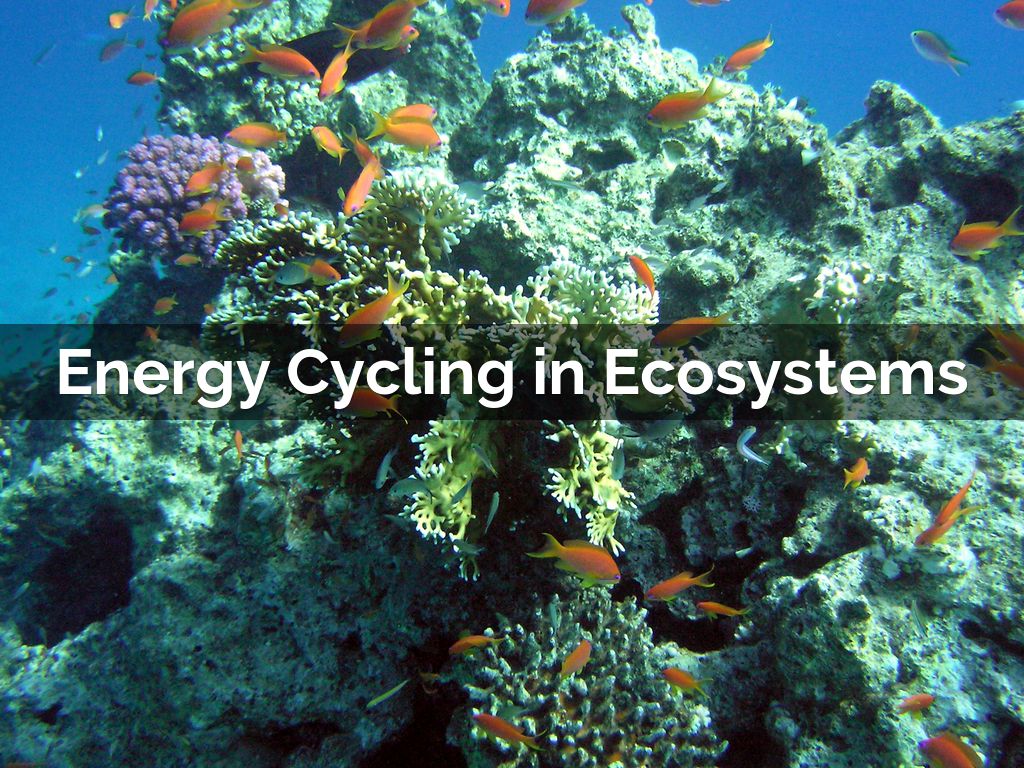 Energy Cycling in Ecosystems