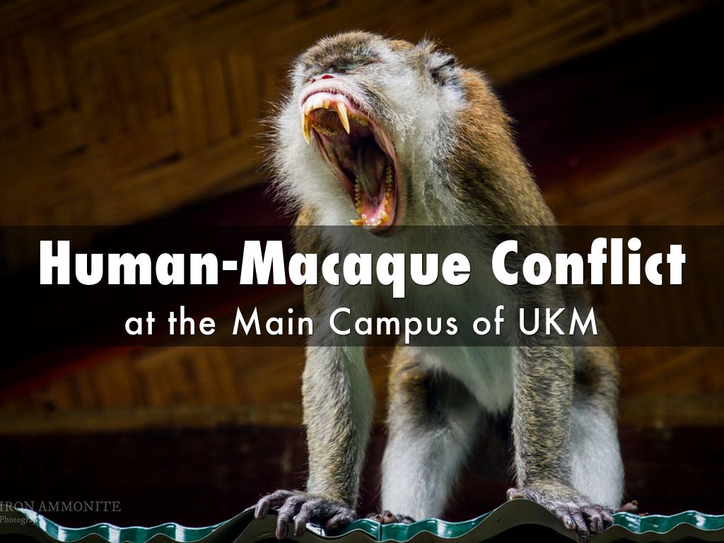 Human-Macaque Conflict