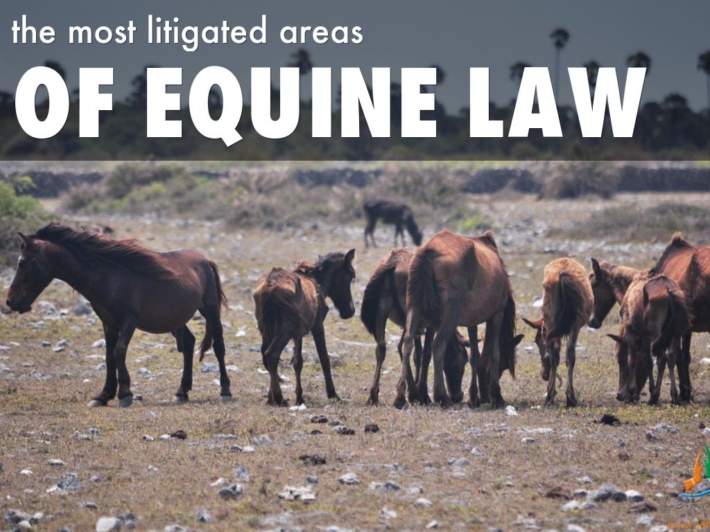 The Most Litigated Areas of Equine Law by Catanese