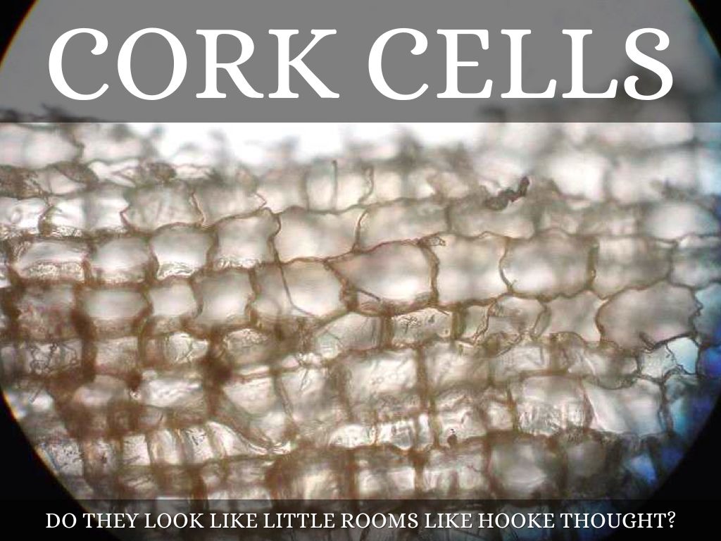 Microscope Images Of Cork Cells