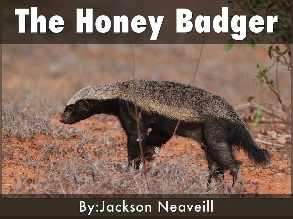 The Honey Badger