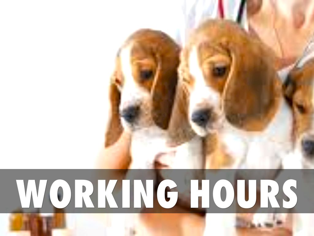 veterinarian assistant by kthomas9760