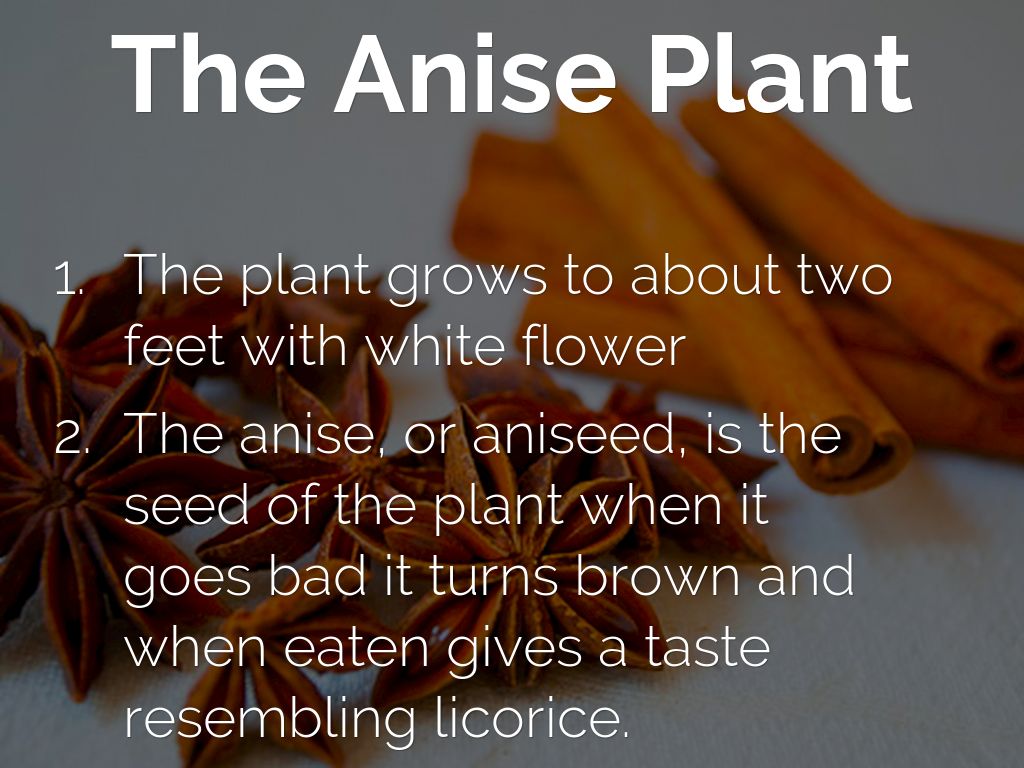 Anise by Liliana HartBeck