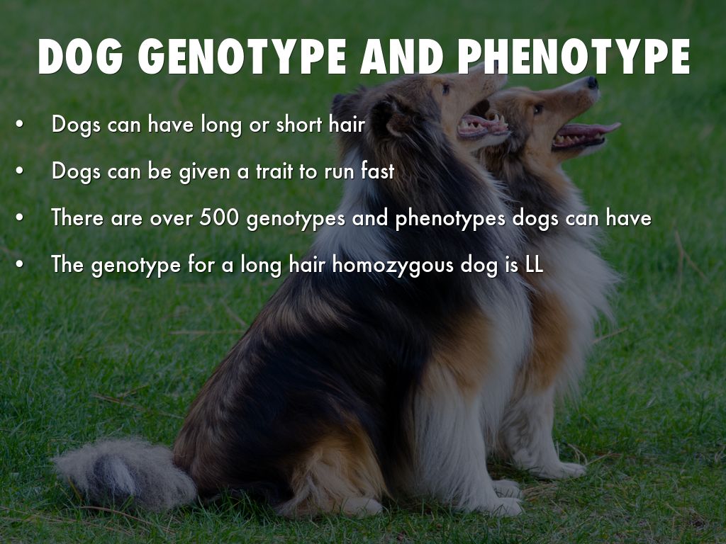 Dogs and Wolves by ashellow