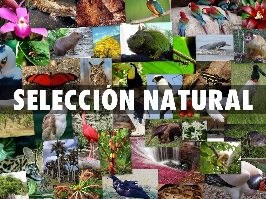 Selección natural