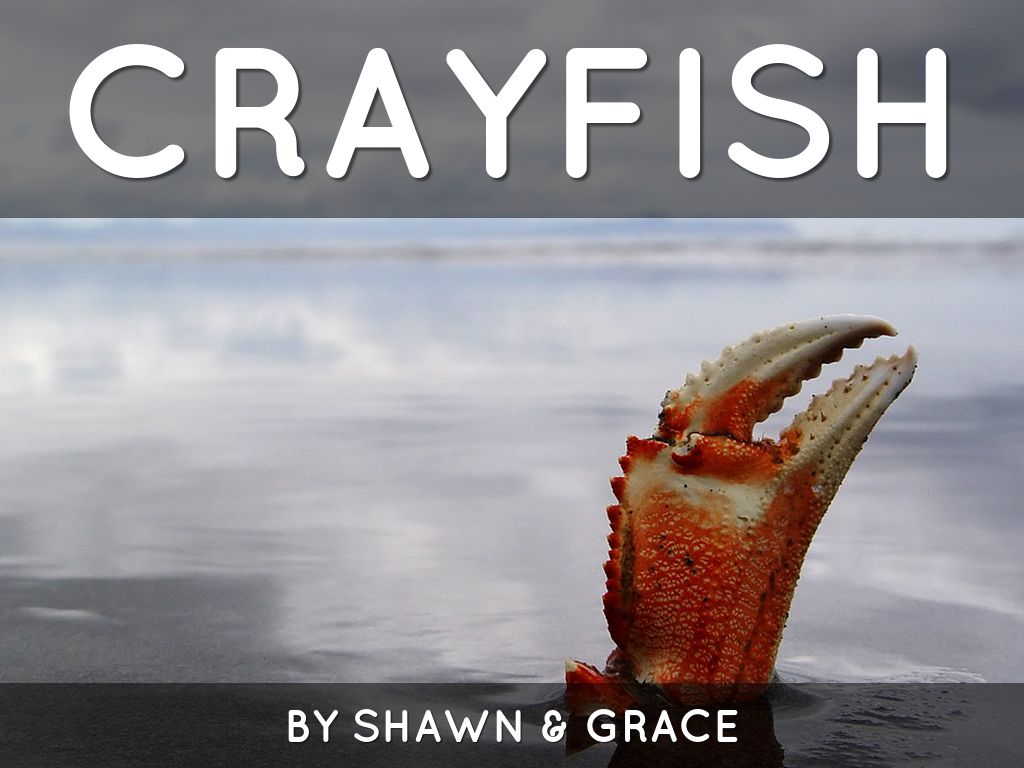 Haiku Deck In Action