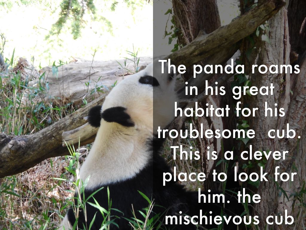 The panda roams in his great habitat for his troublesome  cub. This is a clever place to look for him. the mischievous cub