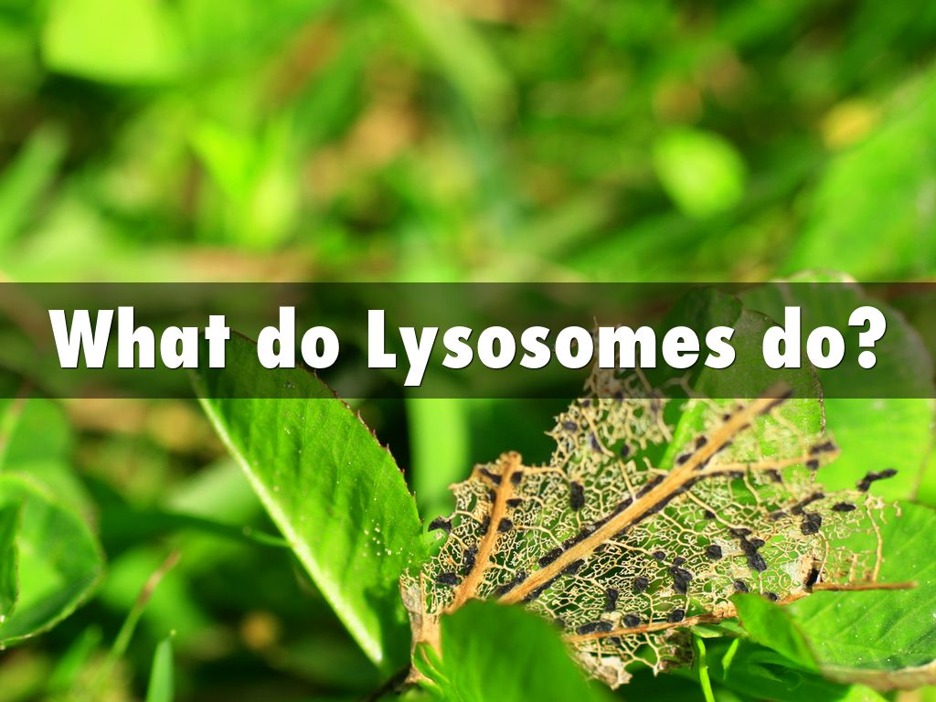What do Lysosomes do?