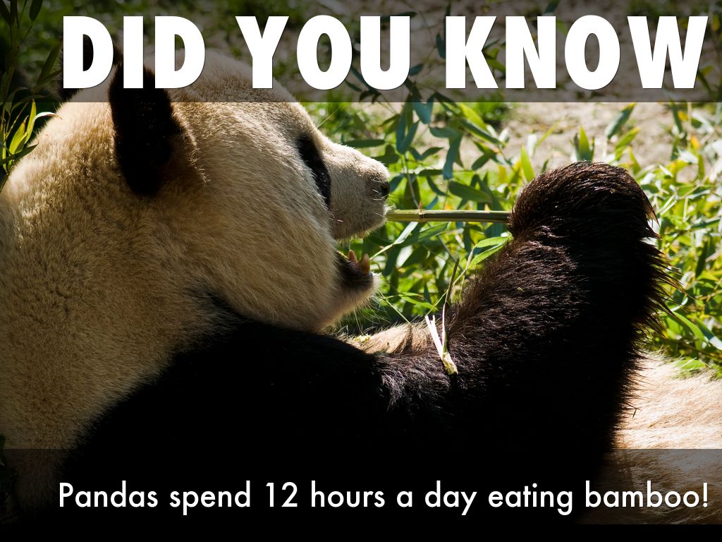 PANDAS by kingswoodlinks