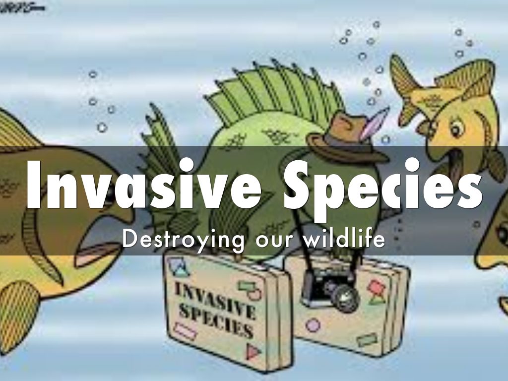 Invasive Species