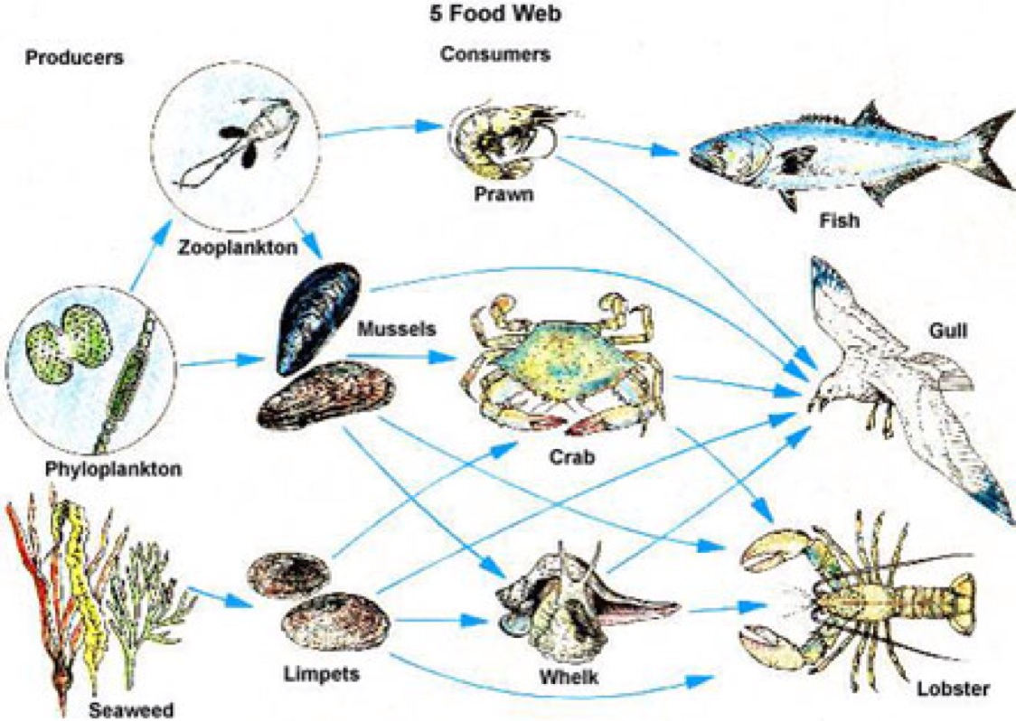 Food Web In The Open Ocean Food Ideas