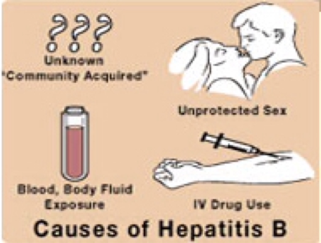 Hepatitis B By Breanna Isbell