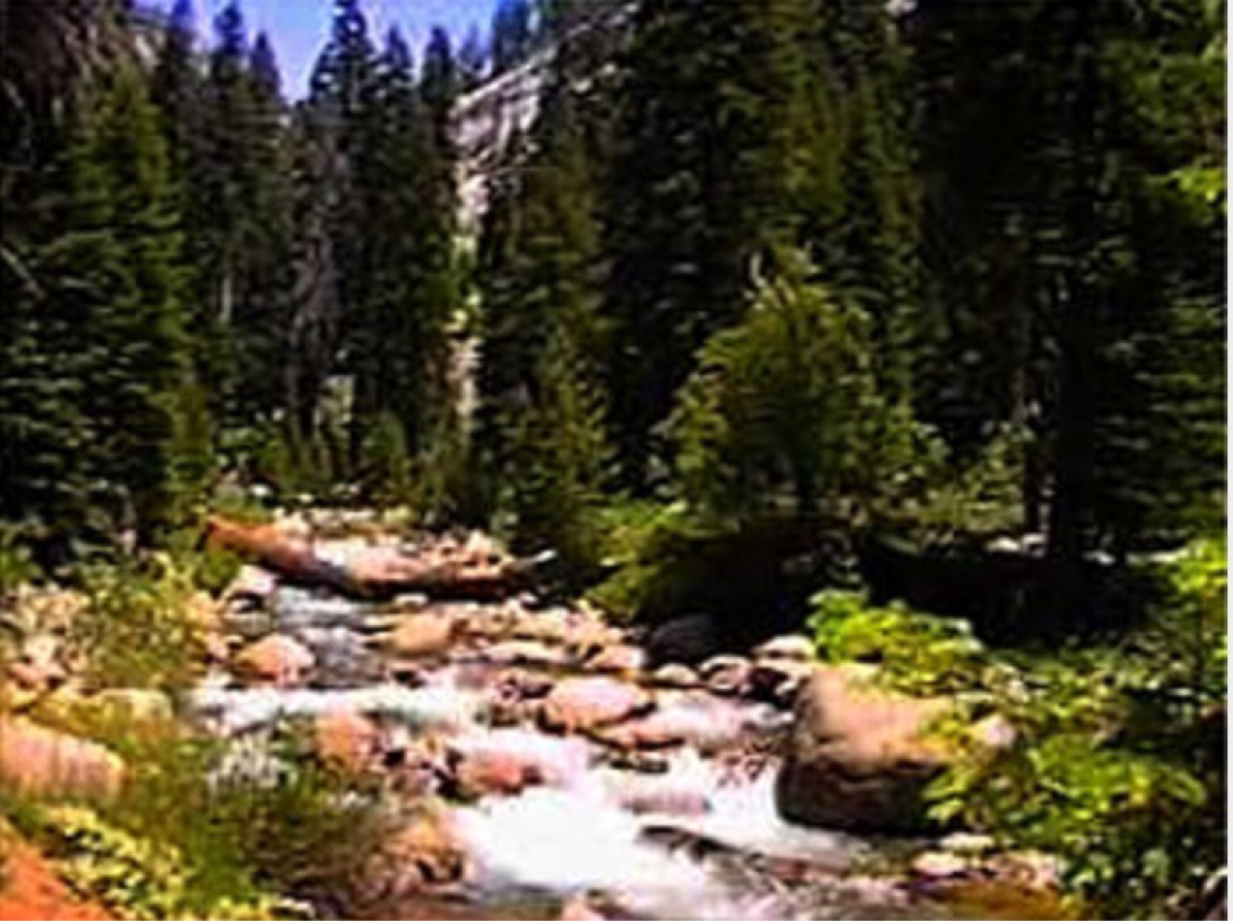 Лес источник здоровья. Кислород изображение. Леса источники здоровья. Лесные лекарственные растения. Лес источник здоровья.