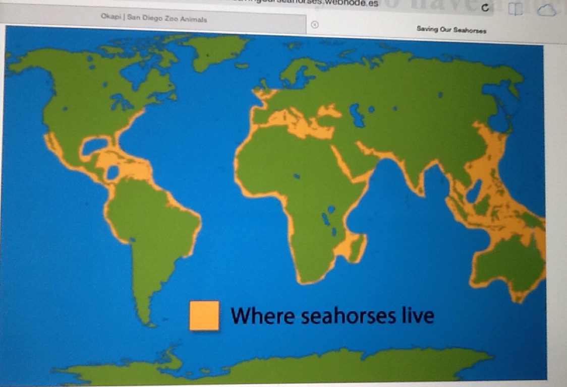 All About Sea Horse S By Zessfullyclean
