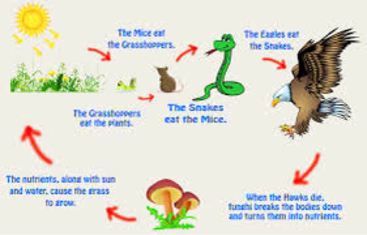 Energy In Ecosystems By Sam Stone Energy In Ecosystems By Sam Stone