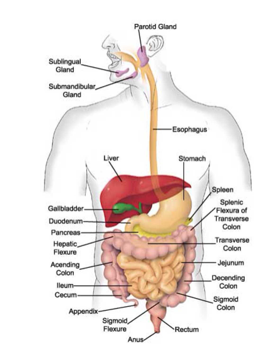 The Digestive System by Jocelyn Tillman The Digestive System by Jocelyn Tillman