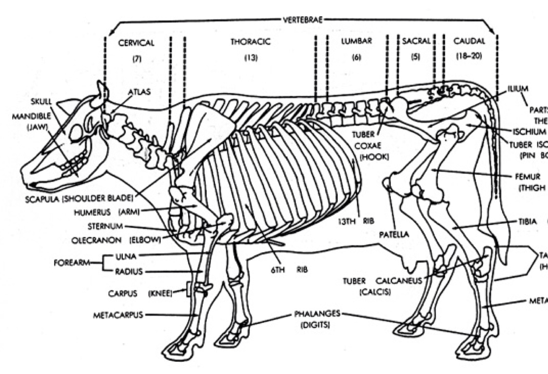 Cow Skeleton Labeled