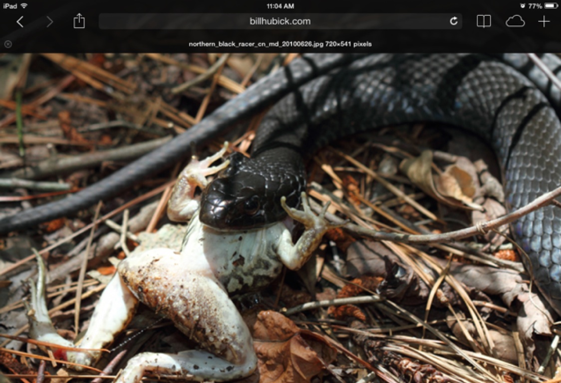 Southern Black Racer Snake By Lizzy Shattuck