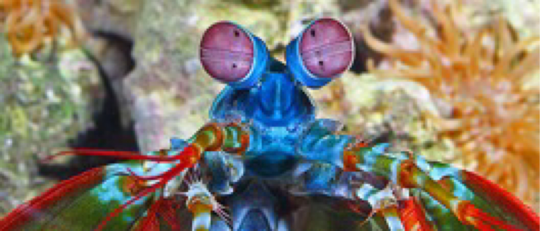 organism of the week