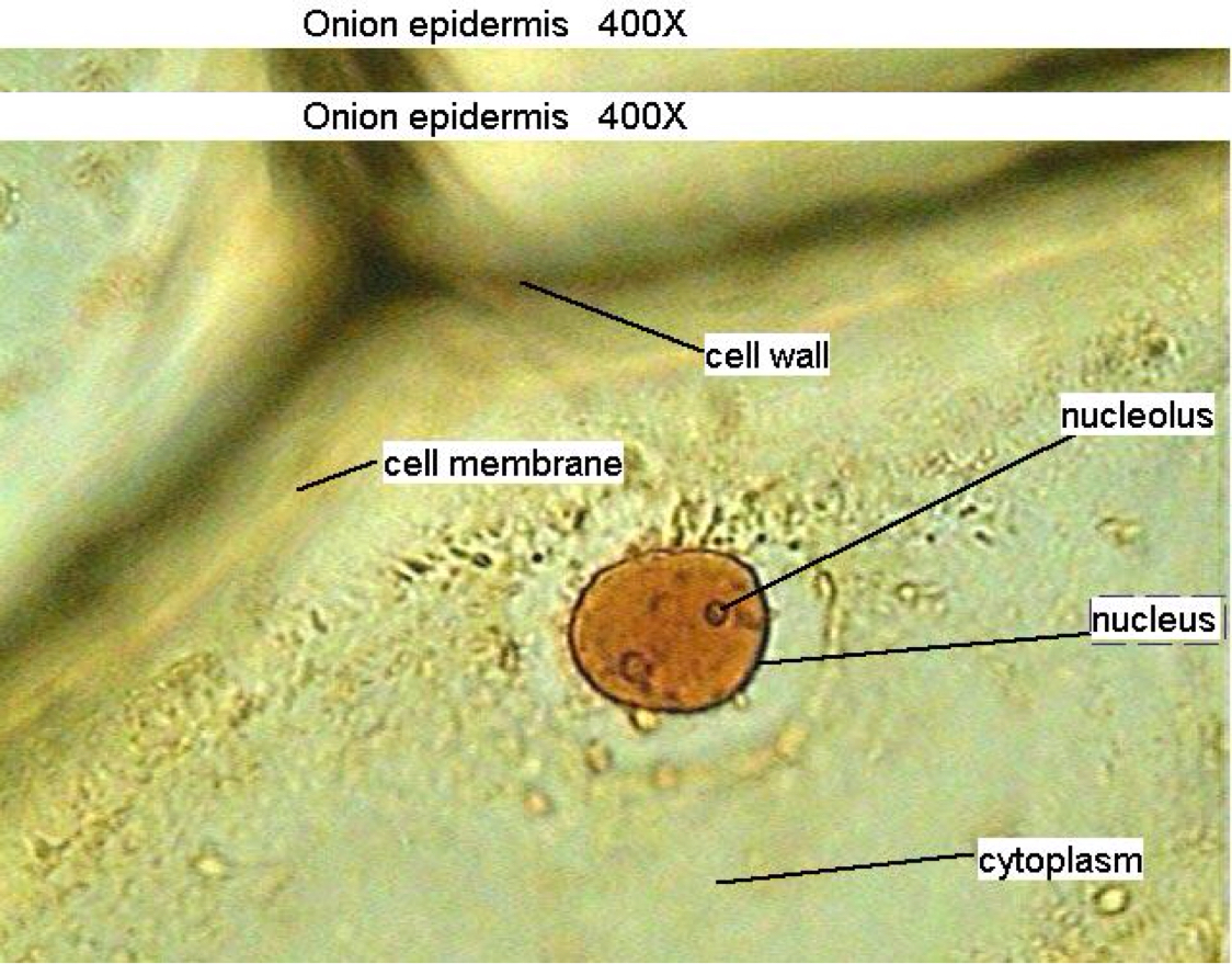 Onion Cell Under Microscope Labeled Onion Cell Under Microscope Labeled
