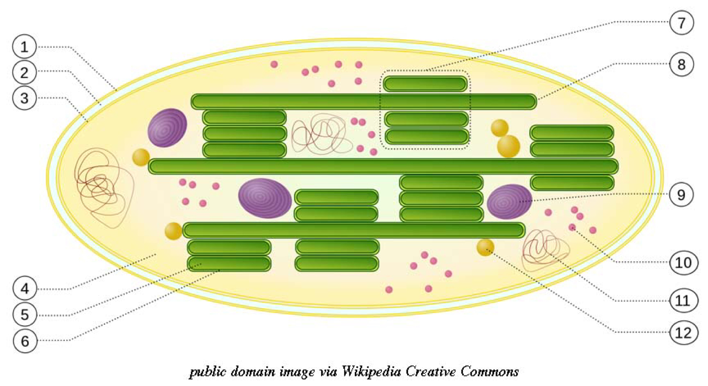 Printable Chloroplast Diagram Unlabeled Diagramaica Images