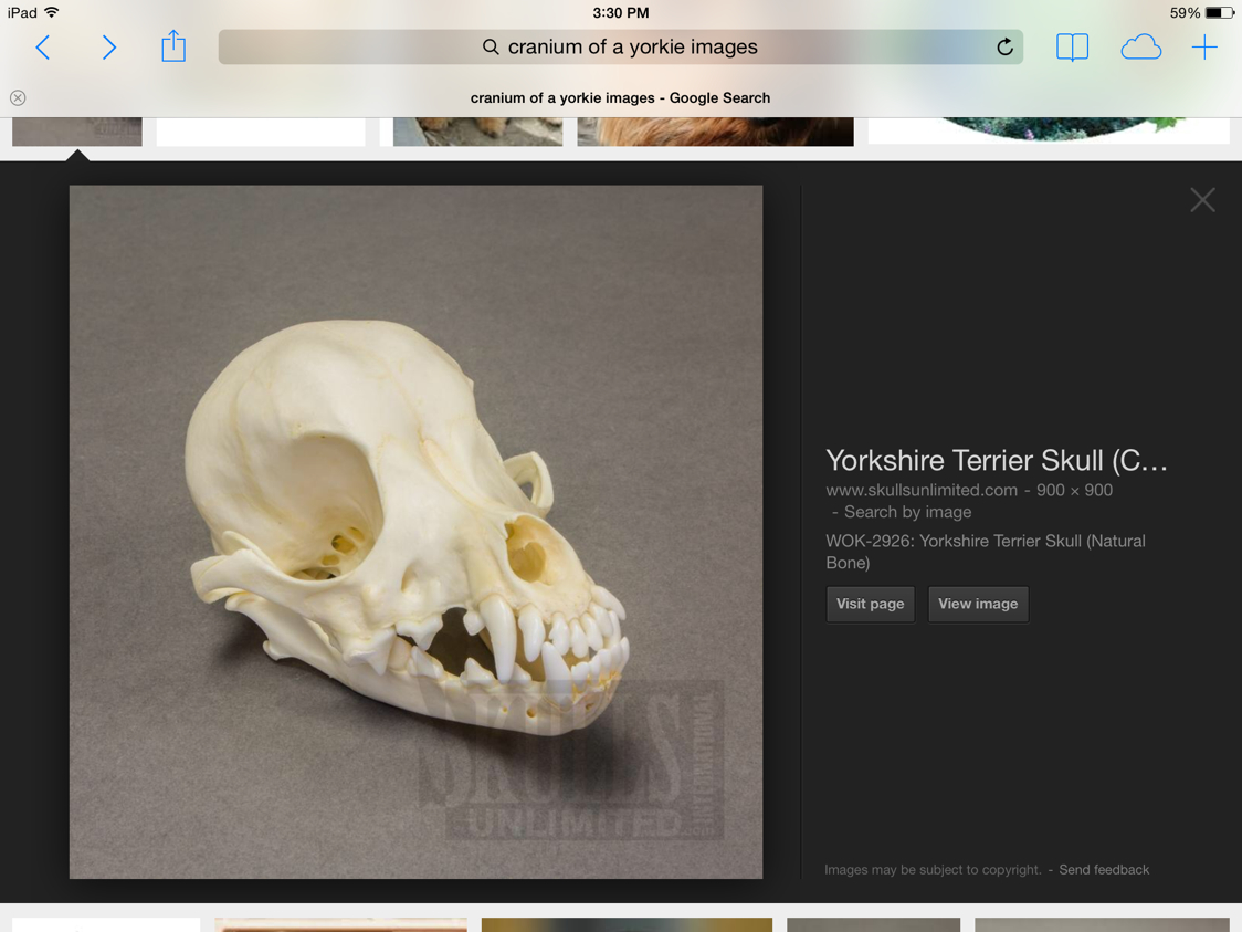 yorkie skull