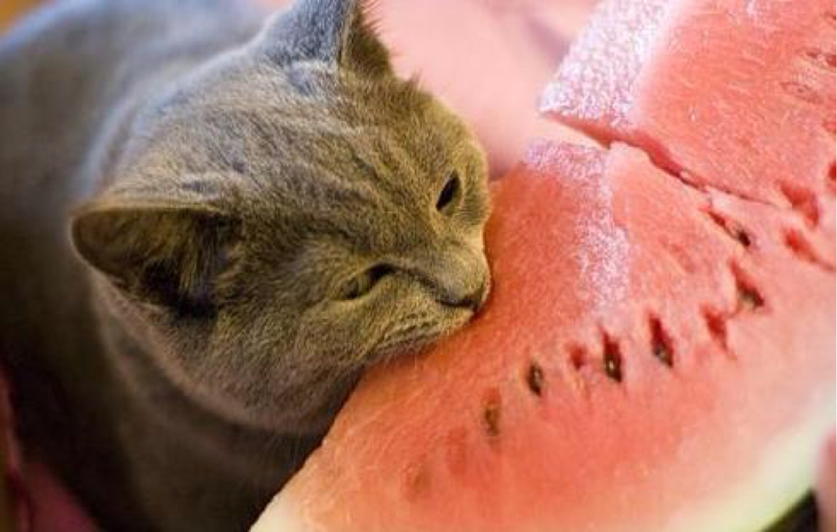 cats favorite snacks