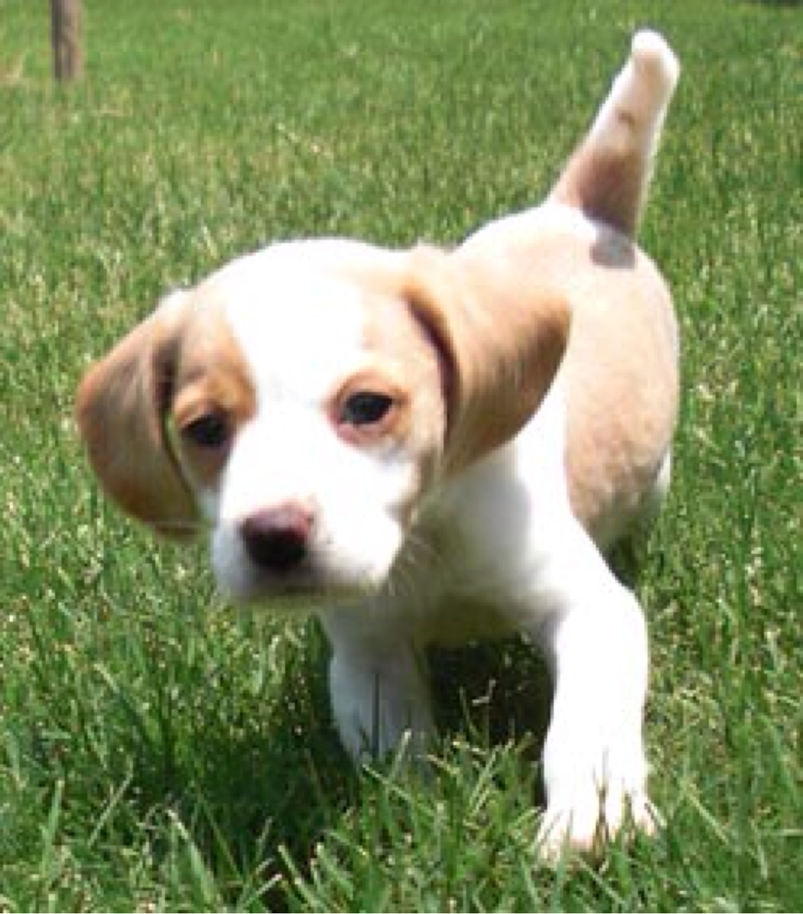 Copy of Untitled Haiku Deck