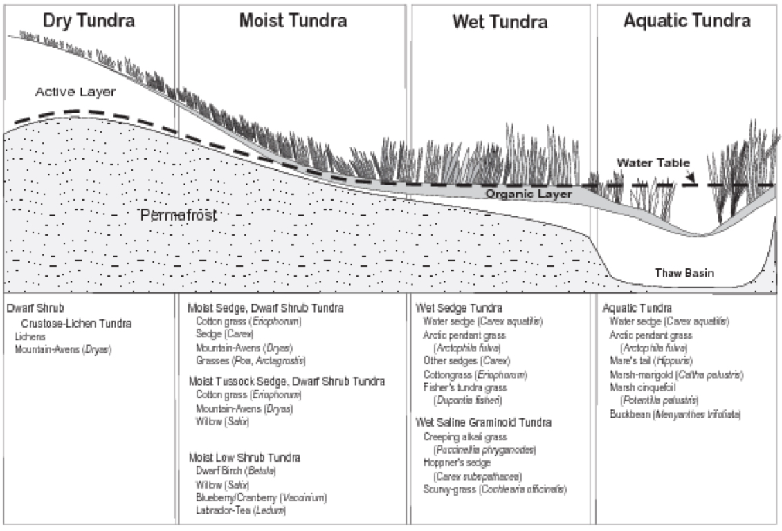 tundra characteristic